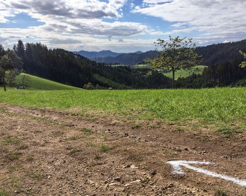 Trailrunner aus ganz Baden-Württemberg treffen sich am 3. Oktober in Zell am Harmersbach
