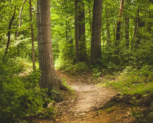 Fortbildung zu Bewegung und Entspannung im Wald